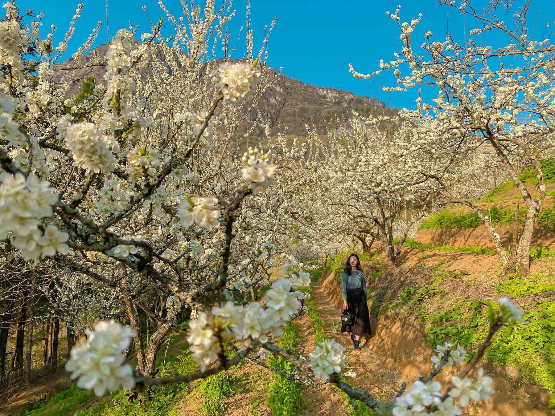 Mùa hoa mận Sa Pa