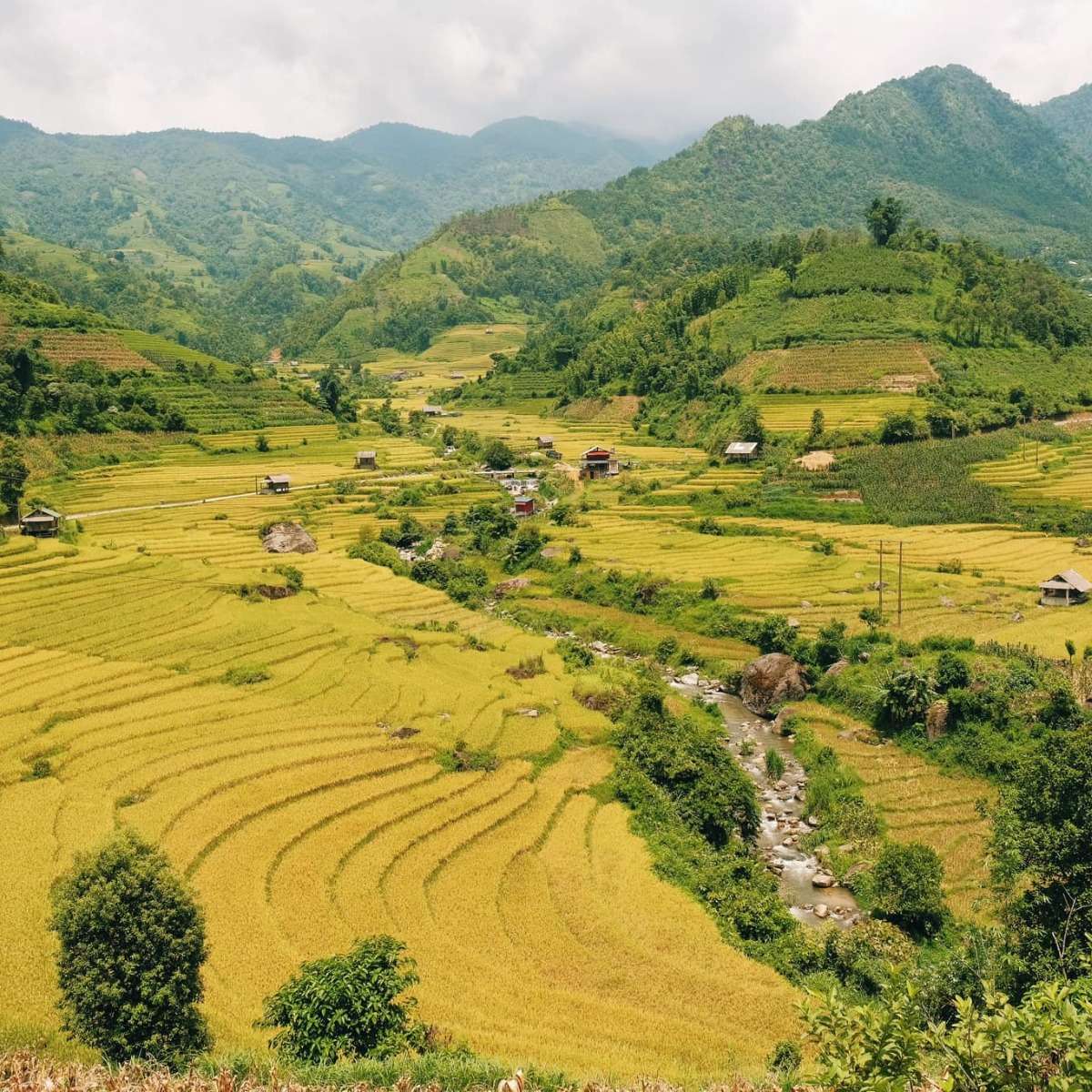 Mùa lúa chín ở bản