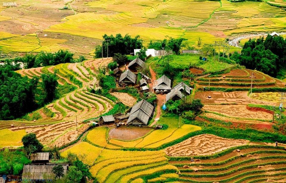 Mùa lúa chín Sapa