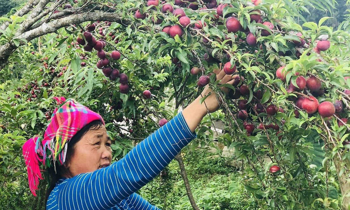 Mùa mận ở Sa Pa