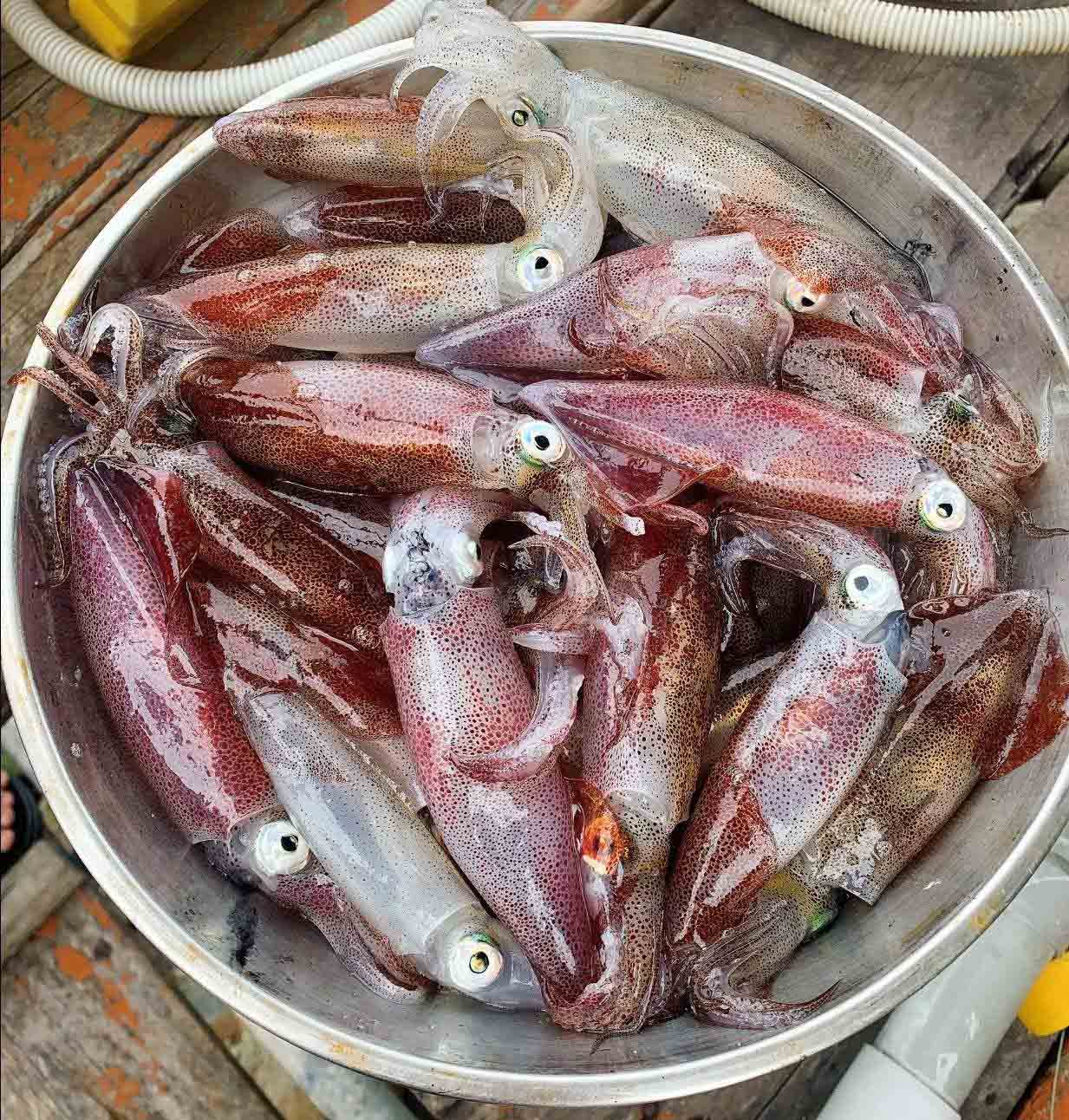 Mực nhảy Vũng Áng Mực nhảy nhà hàng Xuân Thọ 207