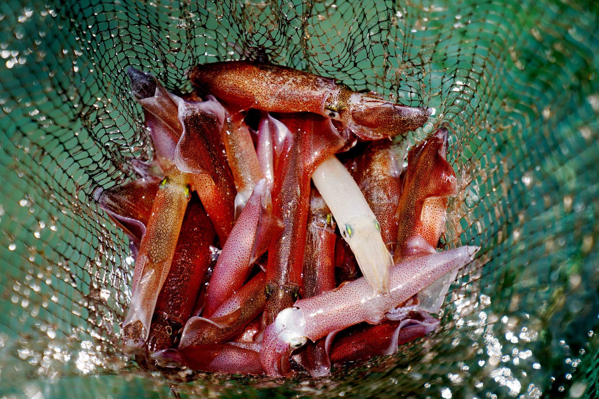 Mực nhảy Vũng Áng