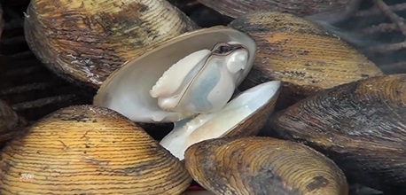 Tìm hiểu về ngán biển – đặc sản trứ danh của vùng đất biển Quảng Ninh