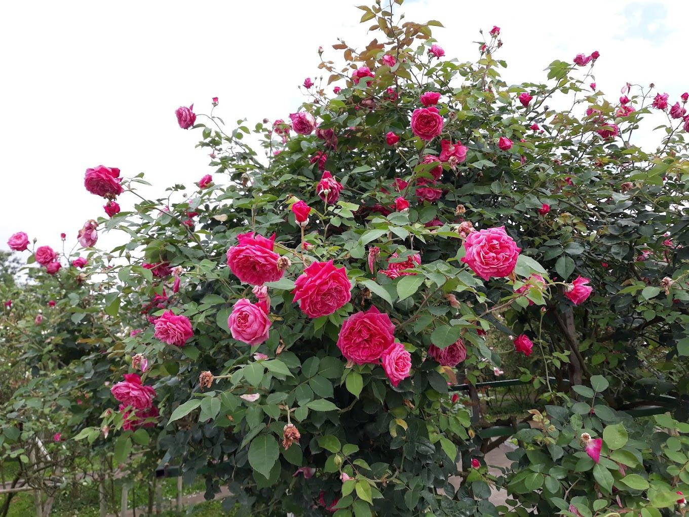 Nguồn gốc hồng cổ Sa Pa