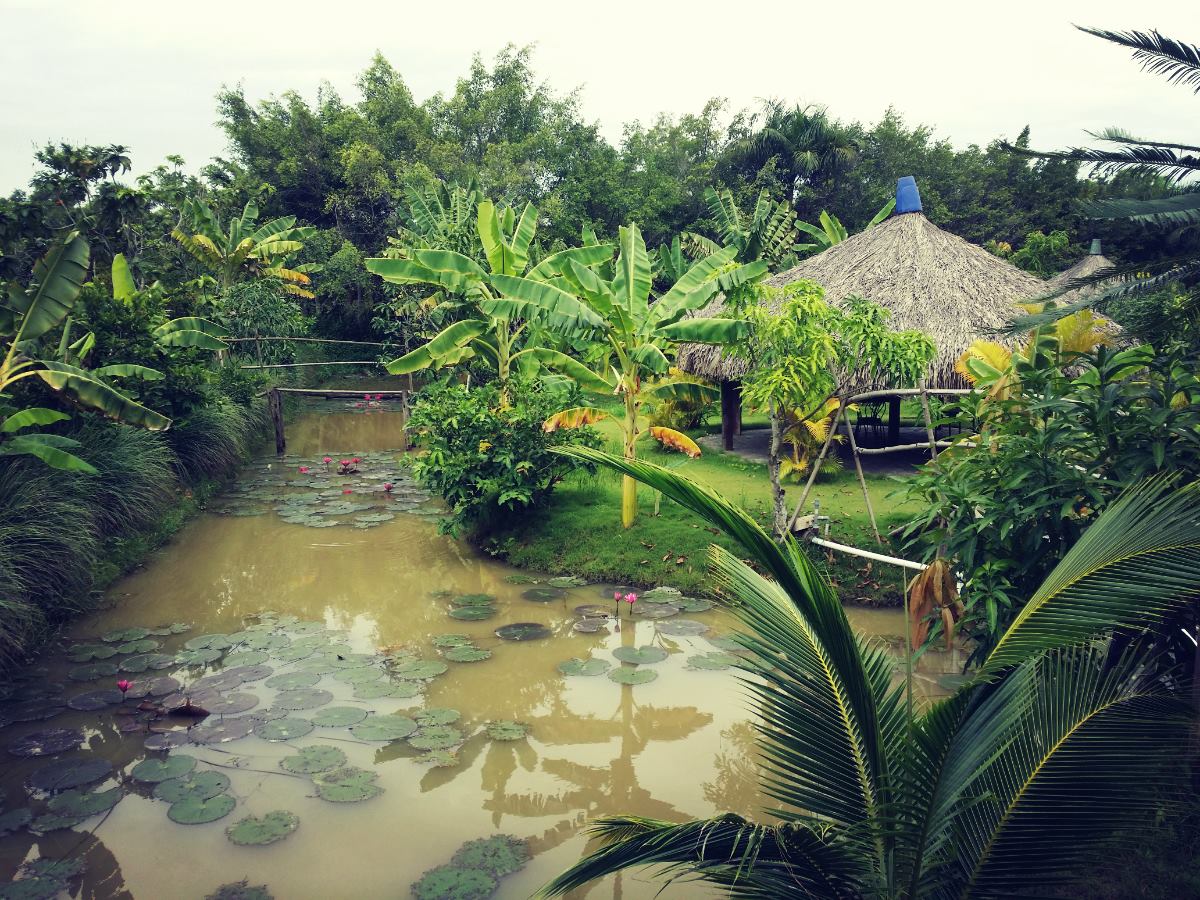 Nhà vườn Long Phước như một miền Tây thu nhỏ