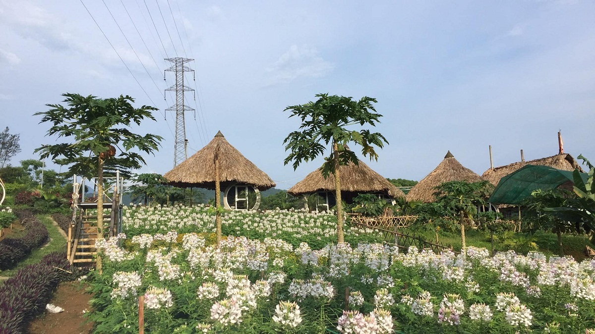 Địa điểm du lịch Thanh Hóa Nông trại Golden Cow Thanh Hóa