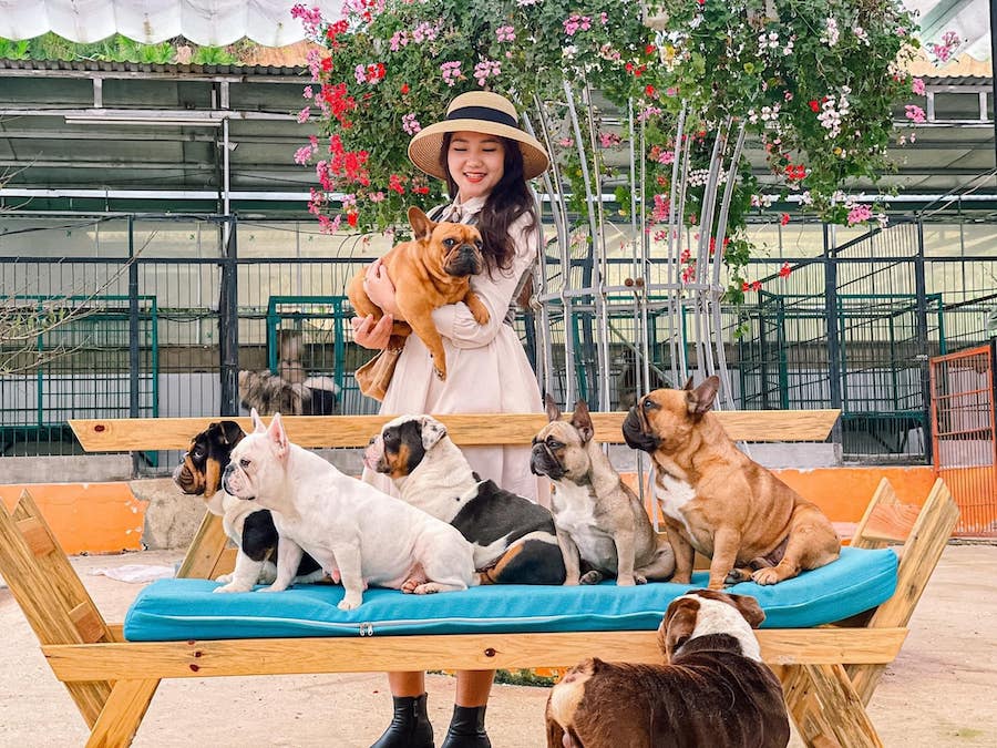 Những chú cún đáng yêu chính là yếu tố thu hút du khách đến với nông trại cún Puppy Farm