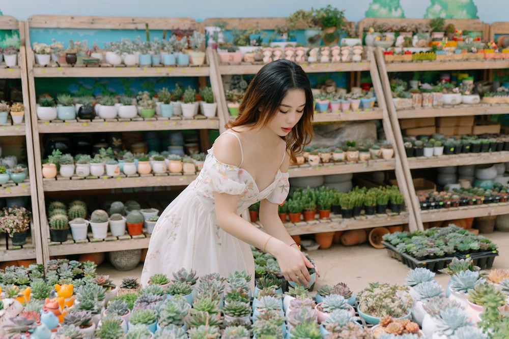 Siêu nhiều giống sen đá để bạn lựa chọn mua về làm quà khi đi nôn trại cún Puppy Farm