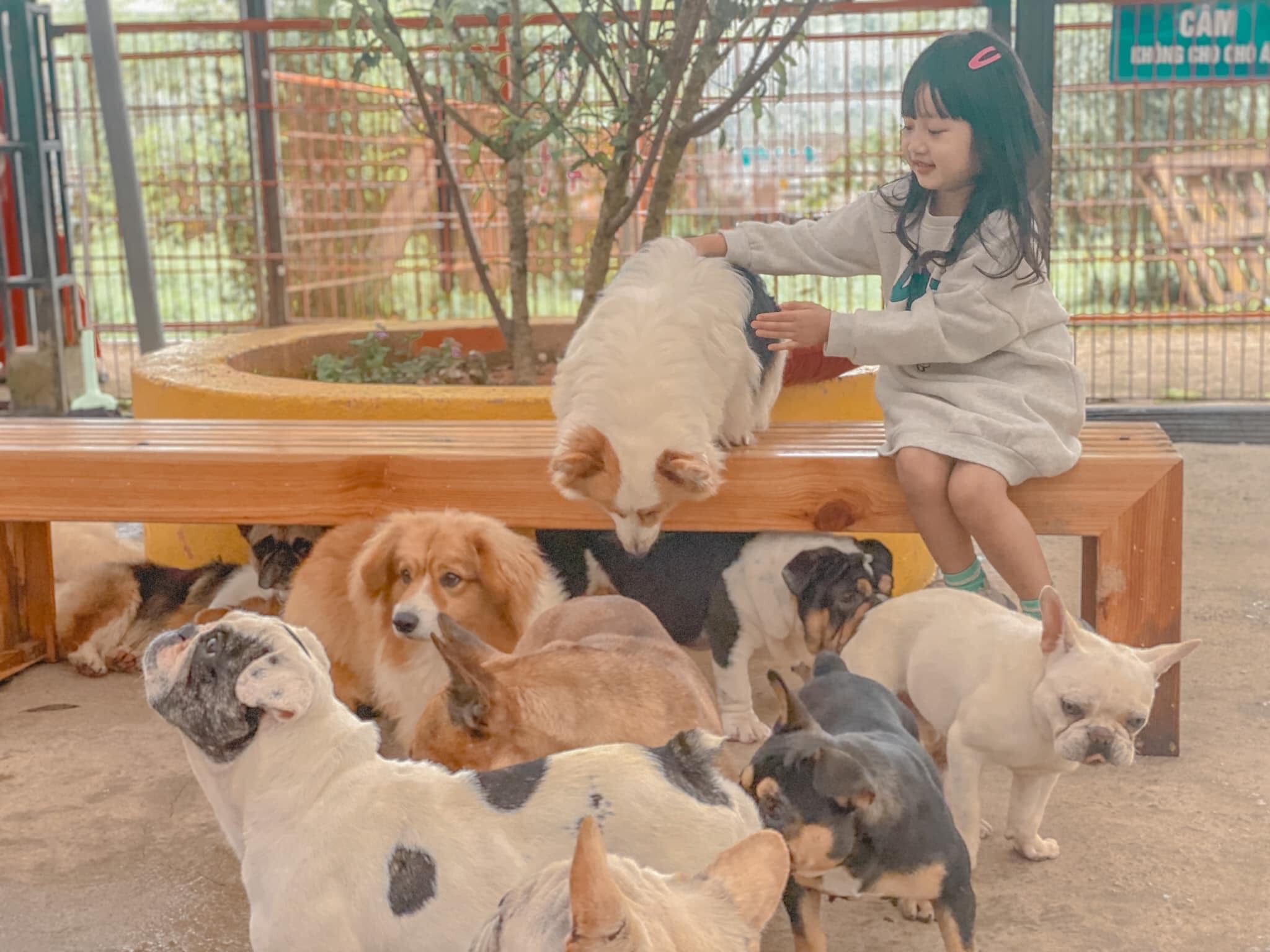 Puppy Farm Đà Lạt được các em nhỏ yêu thích