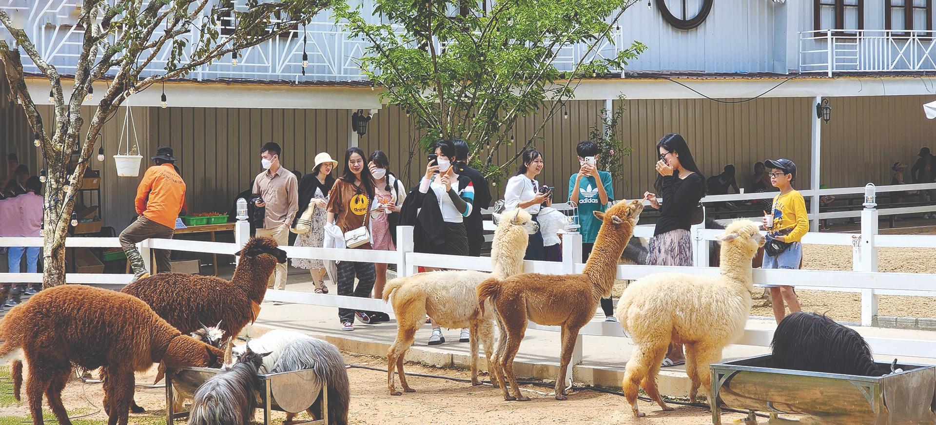 nông trại cún puppy farm