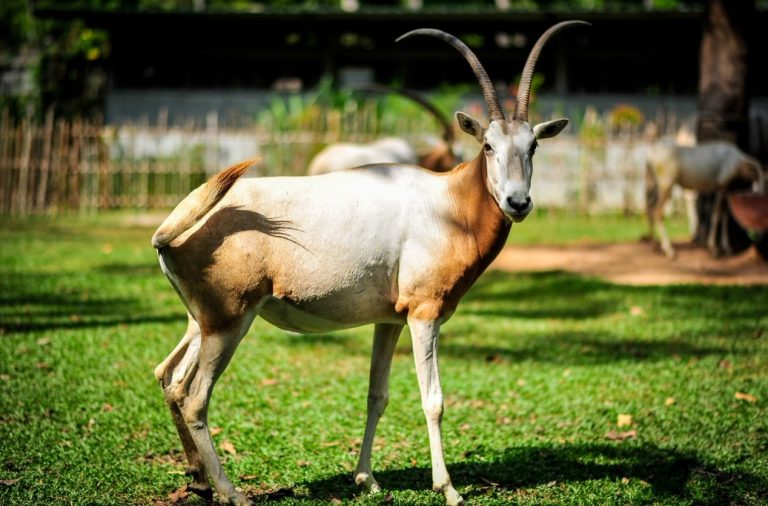 Linh dương tại Vinpearl Safari Phú Quốc