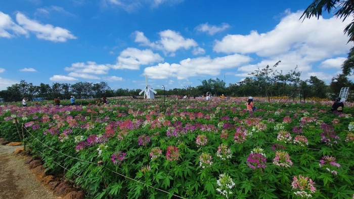 Vườn hoa hồng tím nên thơ tại Long Vân Garden