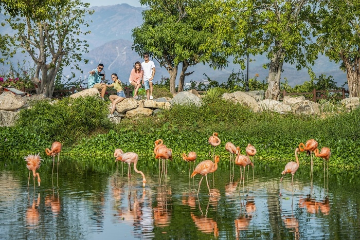 Mãn nhãn với “đảo” hồng hạc giữa King’s Garden - VinWonders Nha Trang