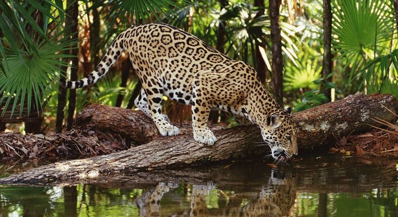 Rất nhiều loài động vật sinh tồn ở khu vực rừng