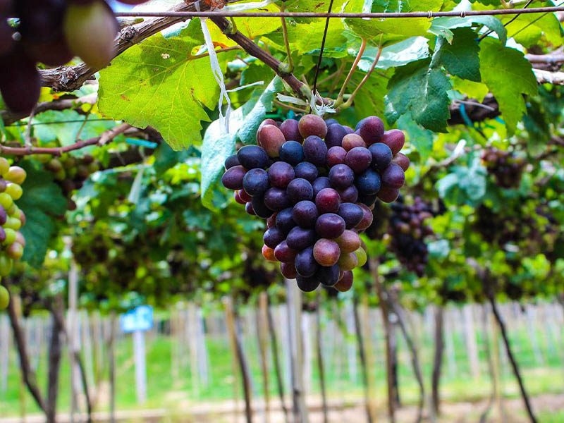 Phan Thiết cách Sài Gòn bao nhiêu km Vườn nho Phan Thiết, sống ảo cực chill