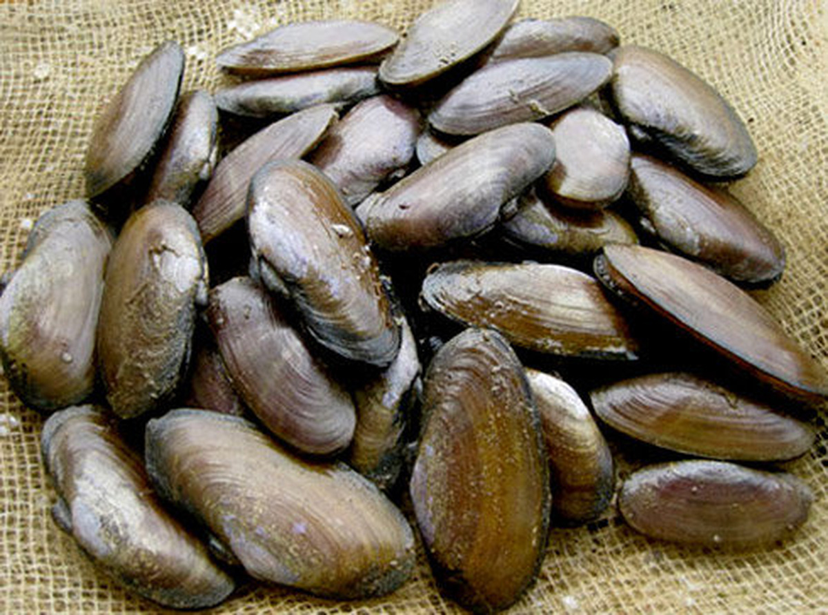 Đặc sản Thanh Hóa Phi Cầu Sài Tiến Vua Thanh Hóa