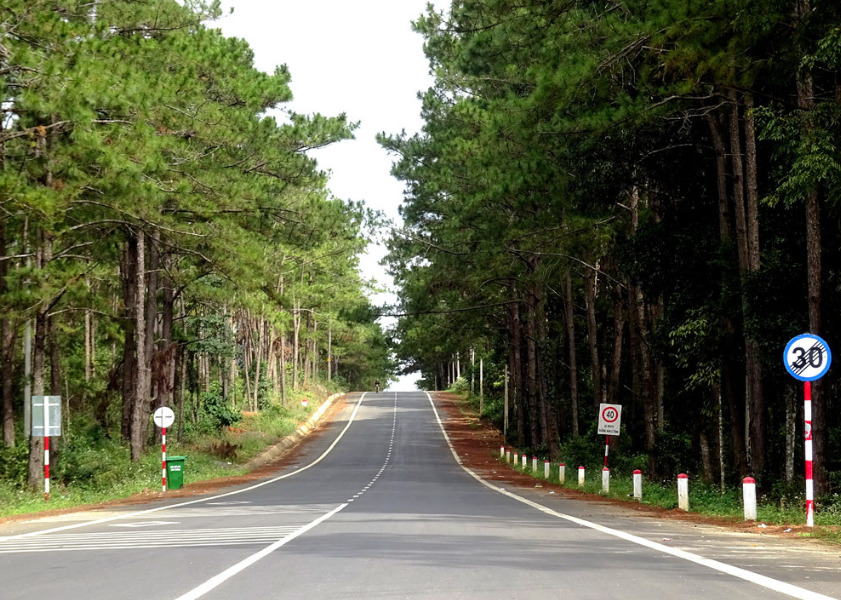 Đường đến rừng thông Măng Đen