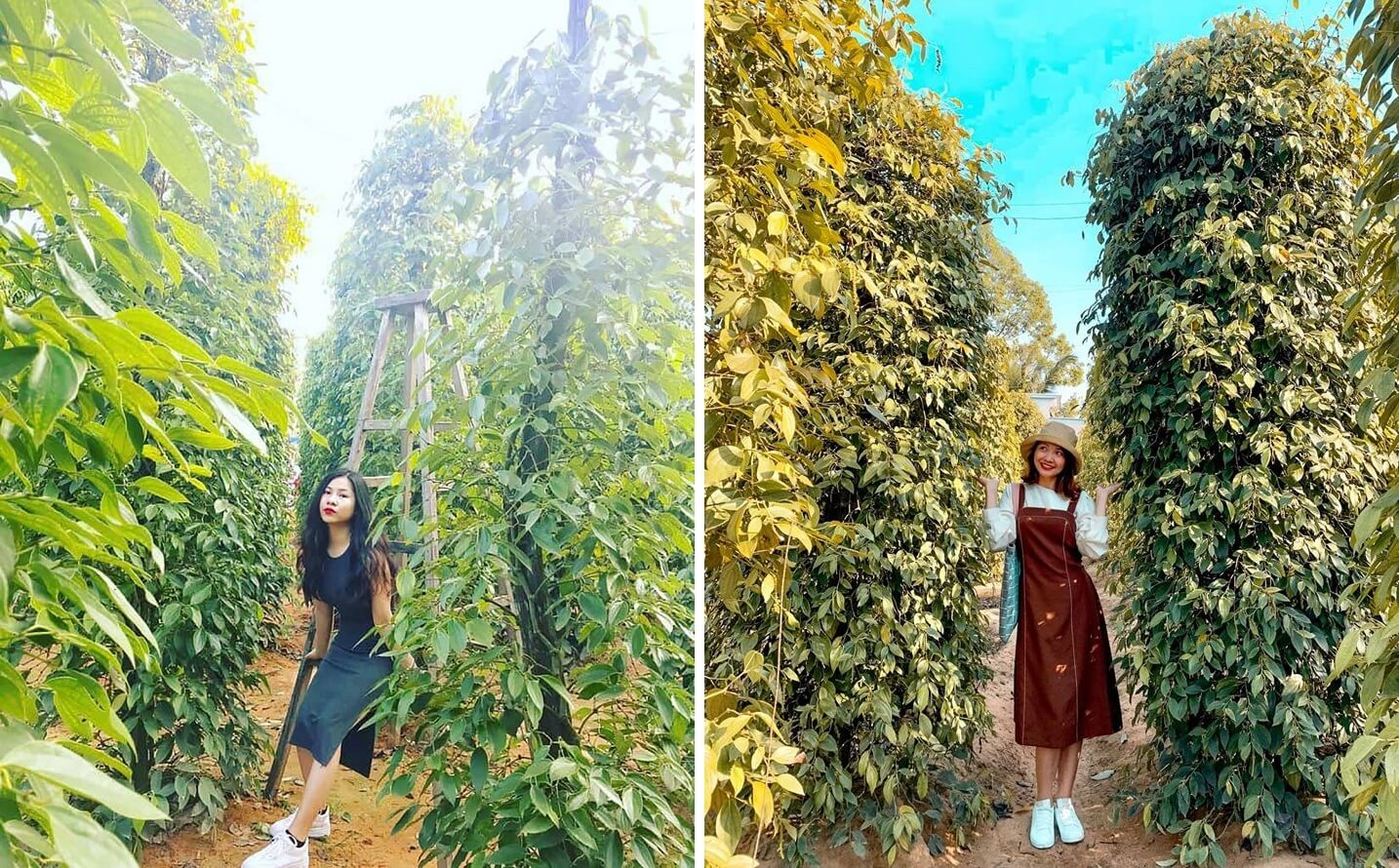 Phu Quoc countryside