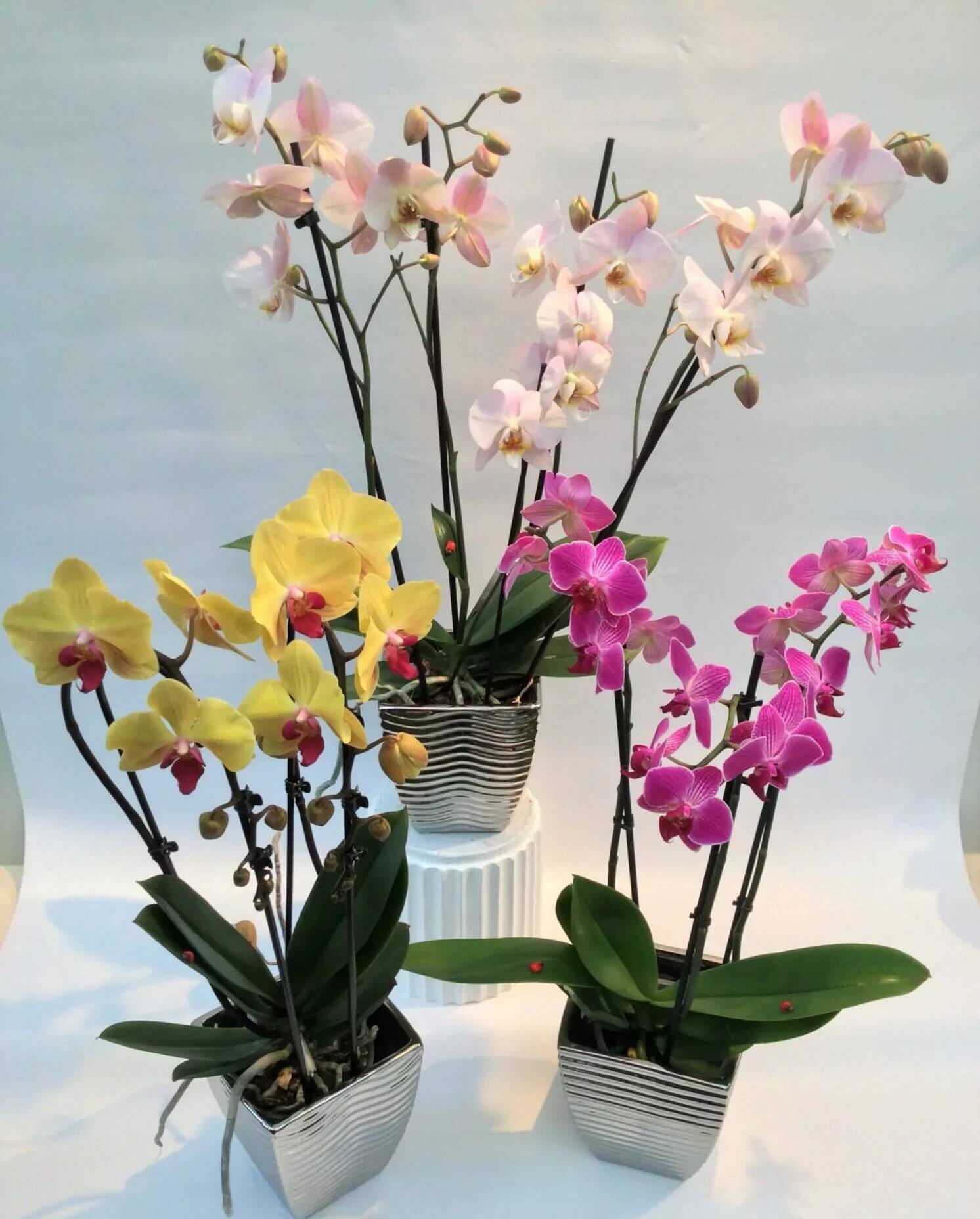 Quà kỷ niệm ngày cưới Một chậu lan phú quý là món quà đẹp mắt, mang ý nghĩa tài lộc, may mắn và thịnh vượng