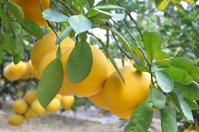 Đặc sản bưởi Diễn Hà Nội