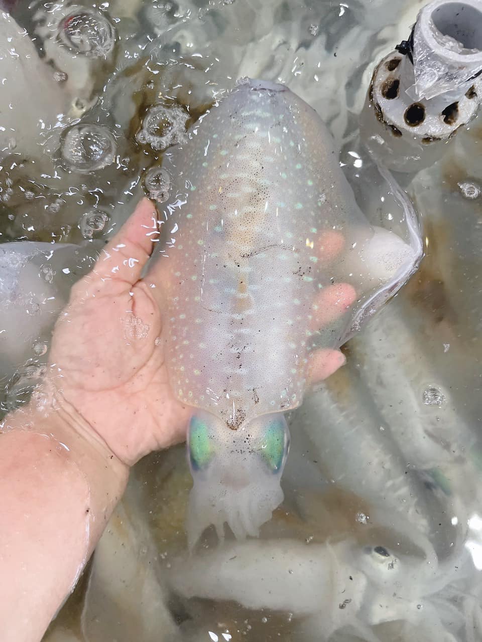 Hải sản được nhập mới mỗi ngày, luôn đảm bảo tươi sống 