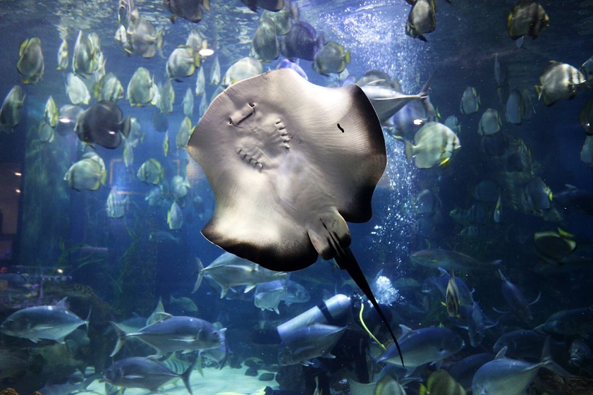 Vinpearl Aquarium với hàng chục ngàn sinh vật biển