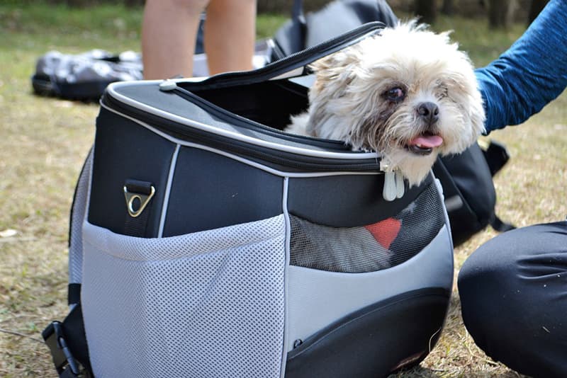 quy định bay nội địa Quy định bay nội địa có được mang thú cưng lên không?