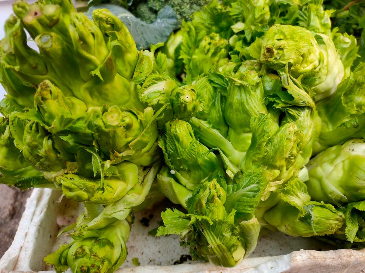 đặc sản Sa Pa Rau mầm đá Sa Pa