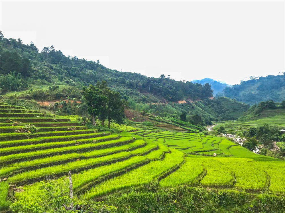 Rice terraces in Vietnam rice terraces Tay Giang