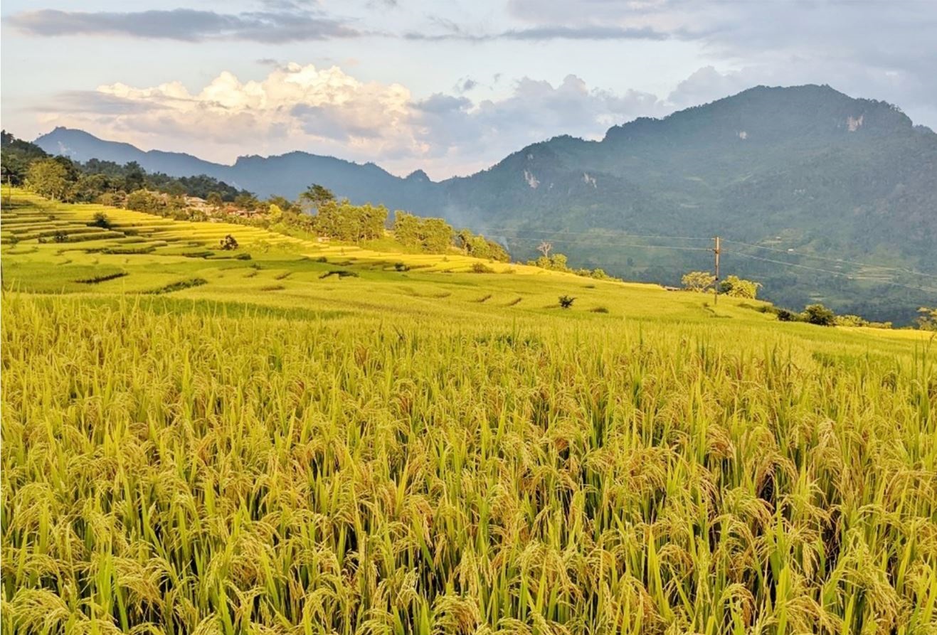 Rice terraces in Vietnam rice terraces in Hong Thai