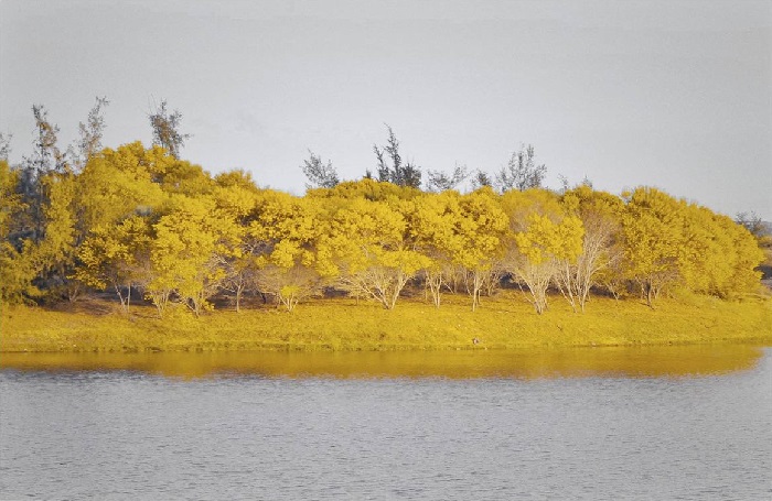 Rừng keo lá tràm Rừng keo lá tràm nở rộ vàng ươm, rực rỡ cả một vùng trời