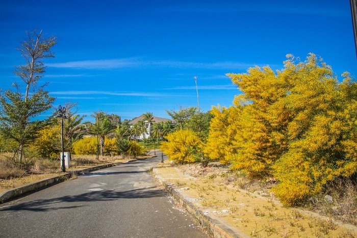Rừng keo lá tràm Rừng keo lá tràm cách thành phố Phan Thiết khoảng 17km và cách Mũi Né hơn 6km