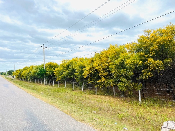 Rừng keo lá tràm Hoa keo lá tràm thường nở rộ vào khoảng tháng 3 đến tháng 4 hằng năm