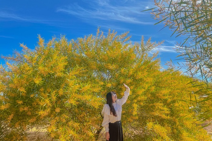 Rừng keo lá tràm Du khách nên lựa chọn những trang phục có màu trắng để nổi bật hơn