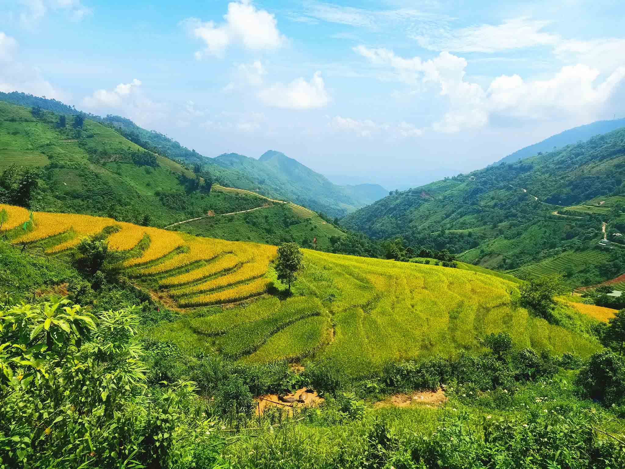 Ruộng bậc thang bản Tả Phìn Sa Pa