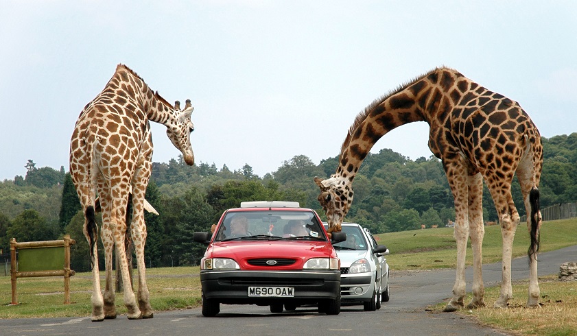 Midlands is praised as the best safari park in UK