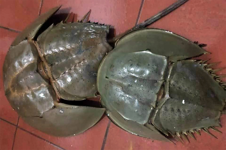 Hình ảnh con sam biển với hình dáng bên ngoài đặc trưng