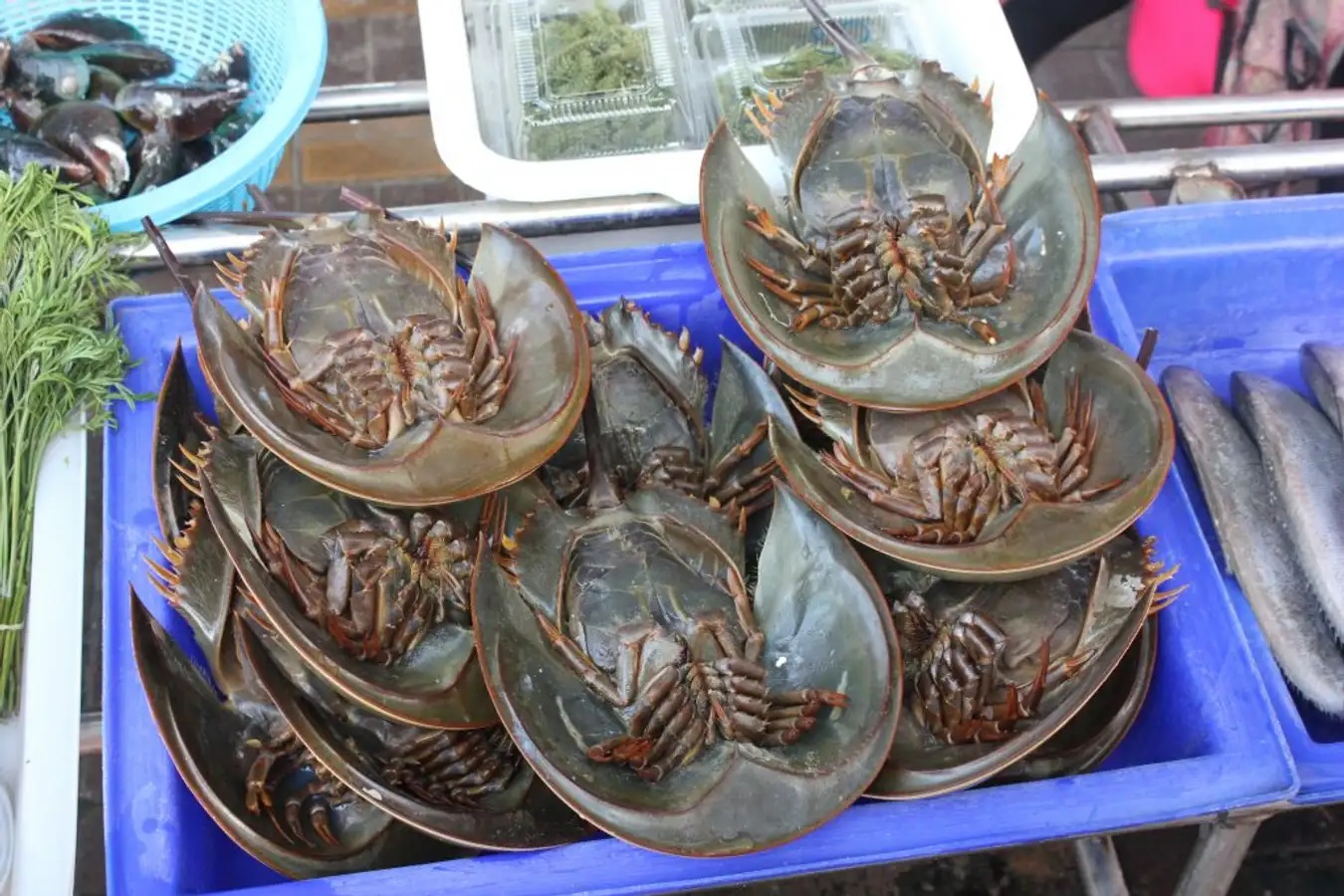 Giá sam biển Quảng Ninh có thể thay đổi theo tùy thời điểm