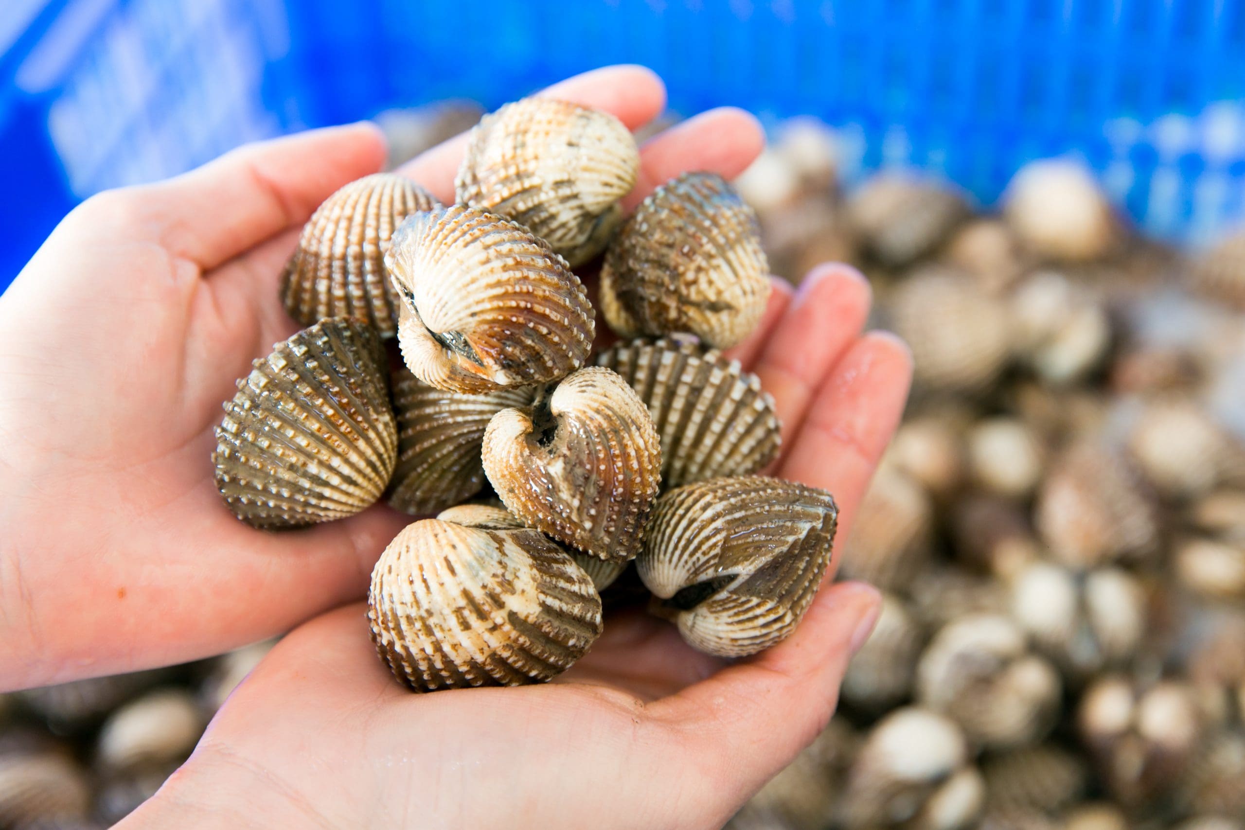 Sò huyết đầm Ô Loan Bên ngoài vỏ sò huyết có các vòng sinh trưởng