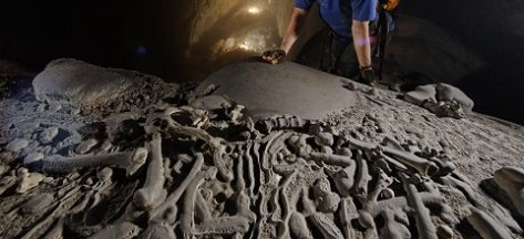 Animals in Son Doong Cave: Explore unique creatures