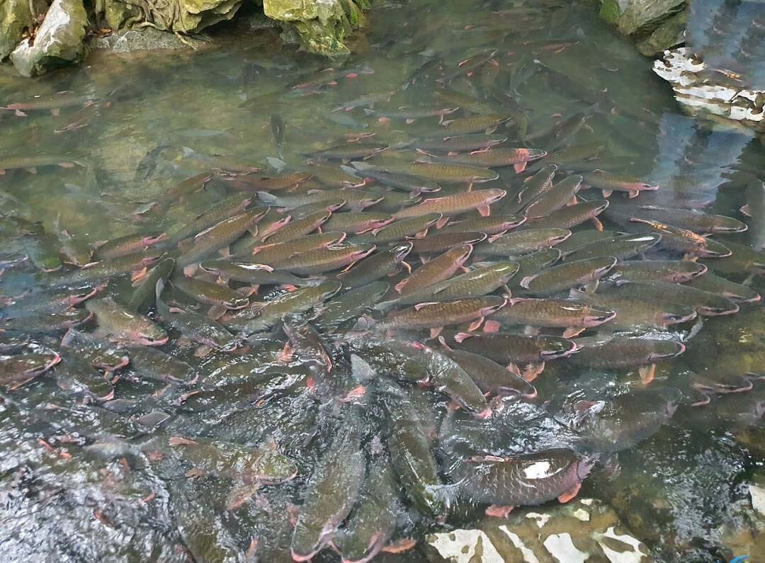 Địa điểm du lịch Thanh Hóa Suối cá thần Cẩm Lương Thanh Hóa