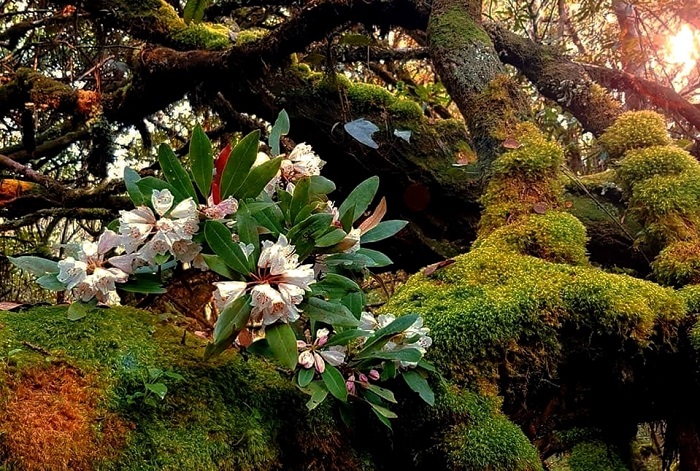 Hoa đỗ quyên trên dãy Trường Sơn