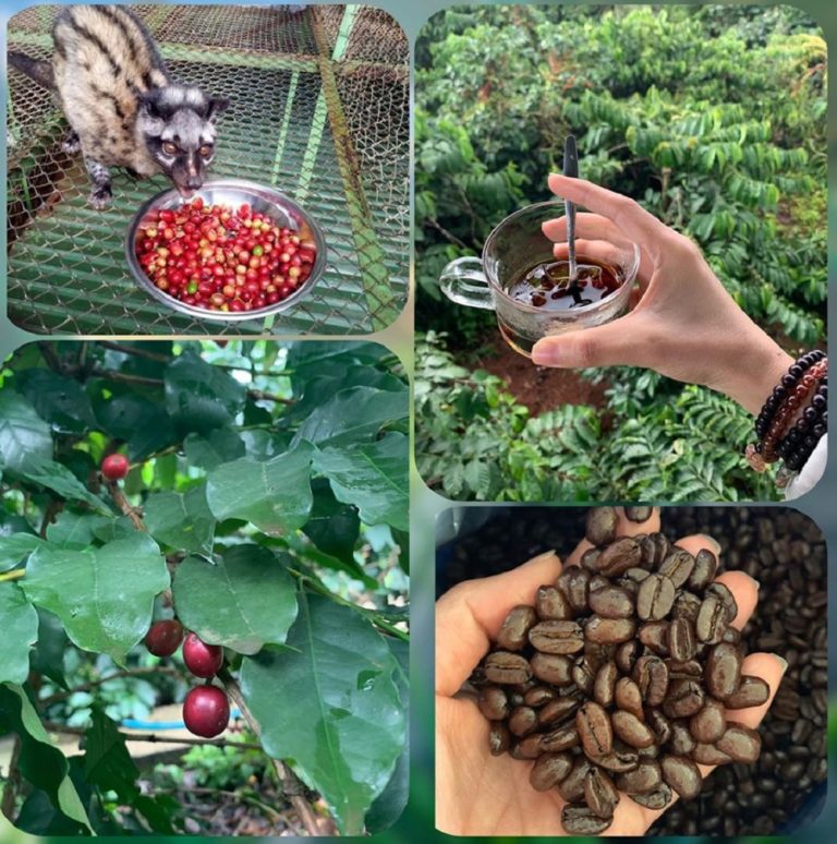 Vietnamese weasel coffee The art behind the bean