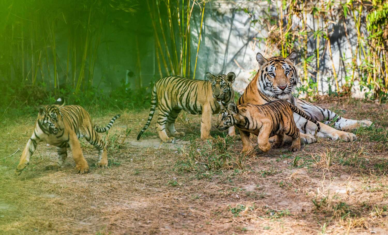 Chiêm ngưỡng các loài động vật quý hiếm