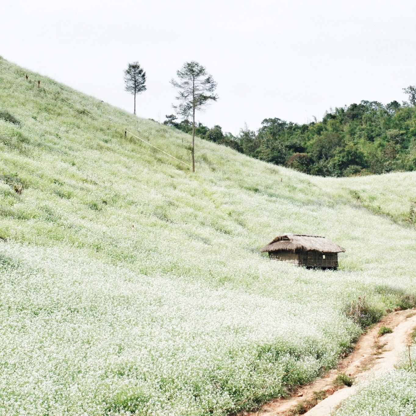 Tết du lịch ở đâu Hoa cải trắng trời Mộc Châu mỗi dịp xuân về