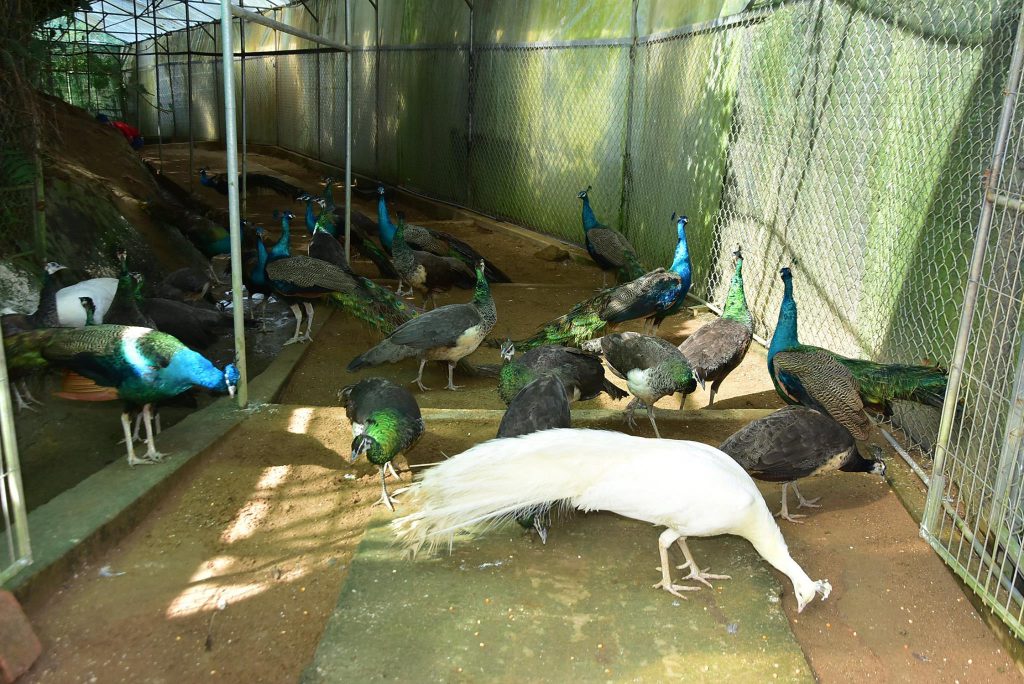 Vườn thú thác Prenn