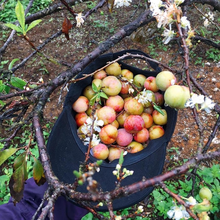 Mùa mận chín Mộc Châu