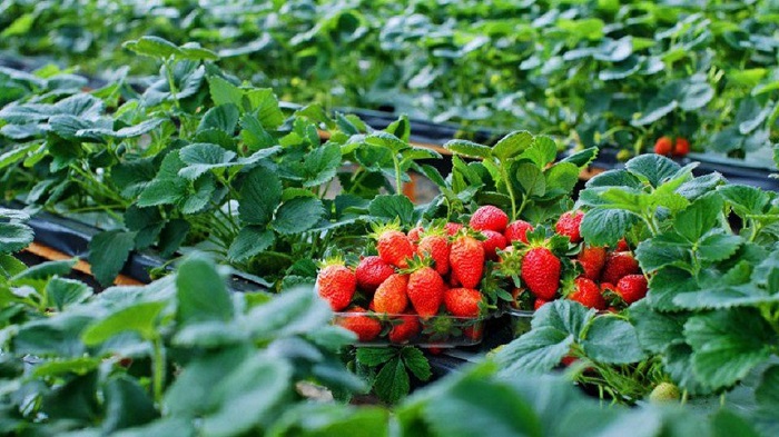 Thiền viện Vạn Hạnh Vườn dâu Đà Lạt với những quả dâu chín mọng là địa điểm không thể bỏ qua