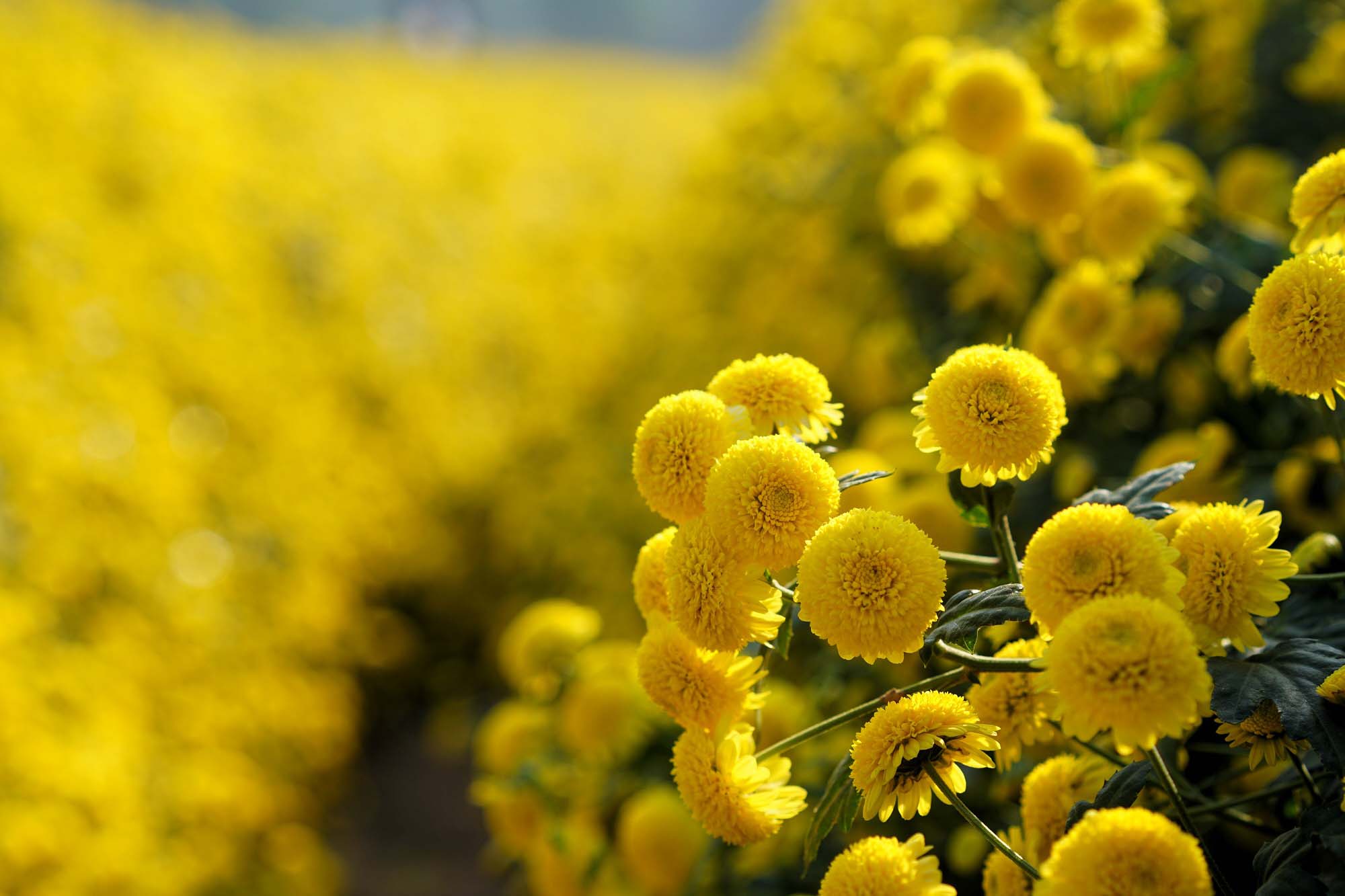 Cánh đồng hoa cúc chi Thời điểm đến cánh đồng hoa cúc chi