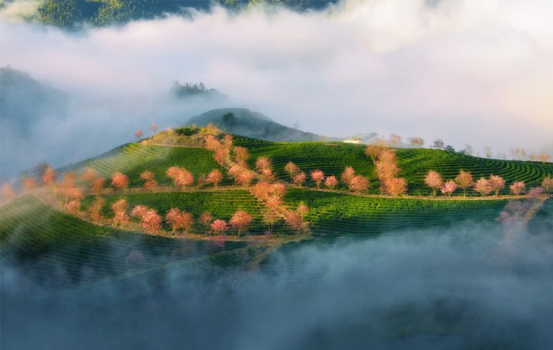 Thời điểm thích hợp tham quan đồi chè Ô Long